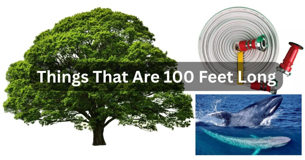 Things That Are 100 Feet Long