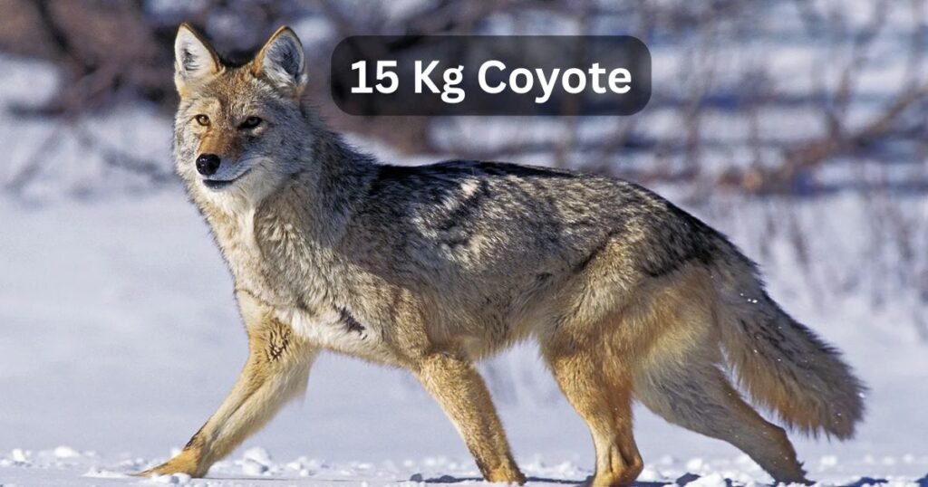 15 Kg Coyote