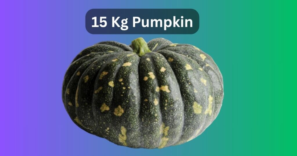 15 Kg Pumpkin