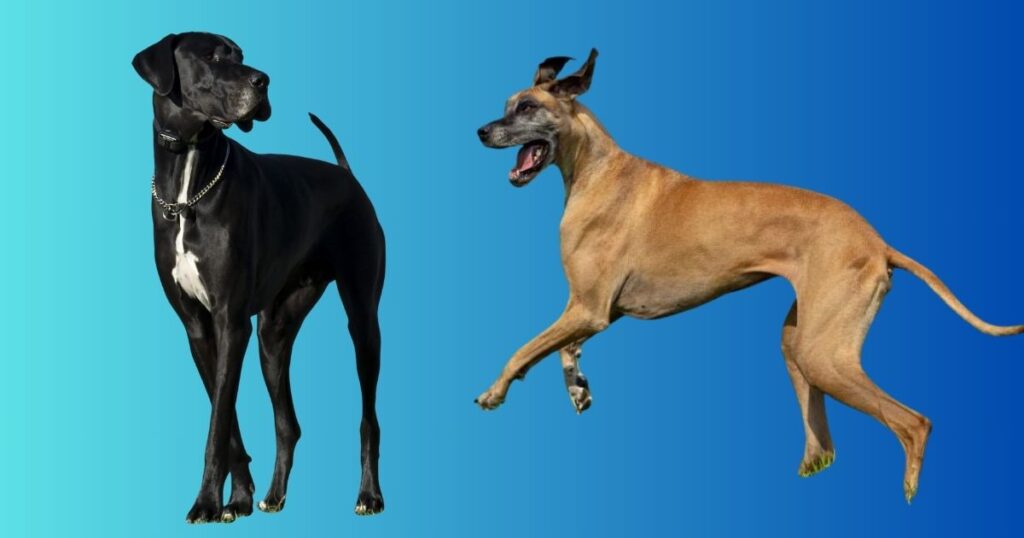 70 kg Great Dane