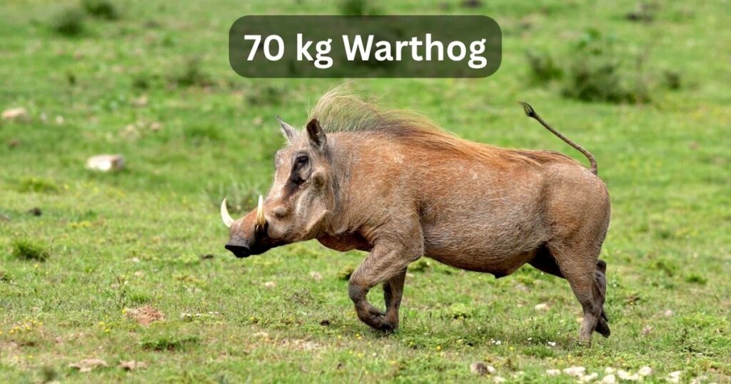 70 kg Warthog