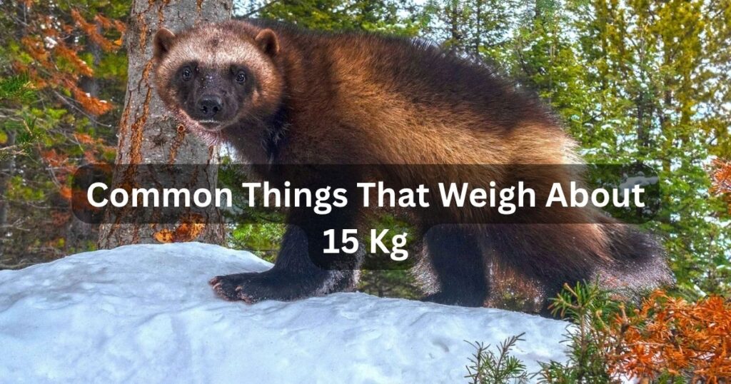 Common Things That Weigh About 15 Kg