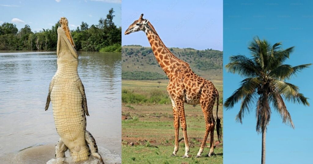 Things That Are 20 Feet Long