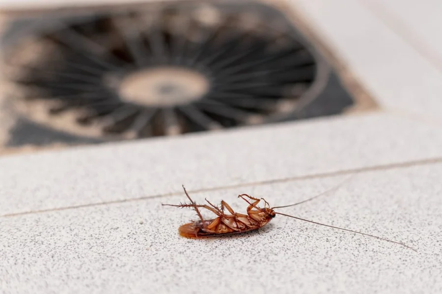 Cockroaches Showing